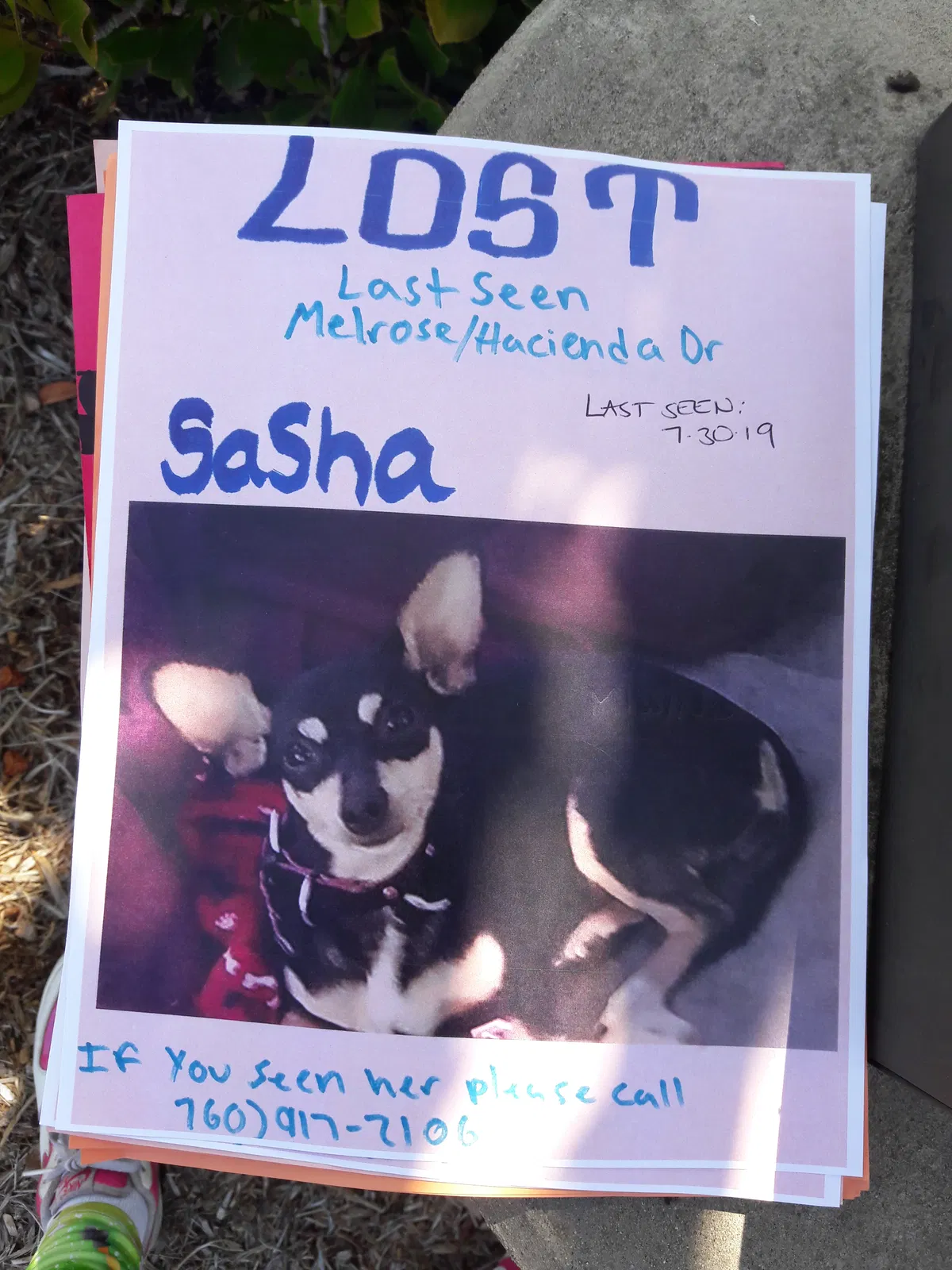Lost dog in Bonsall, CA, 92003
