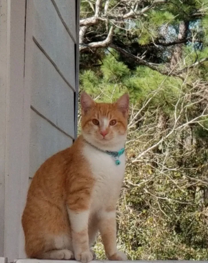 Lost cat in Magnolia, TX, 77354