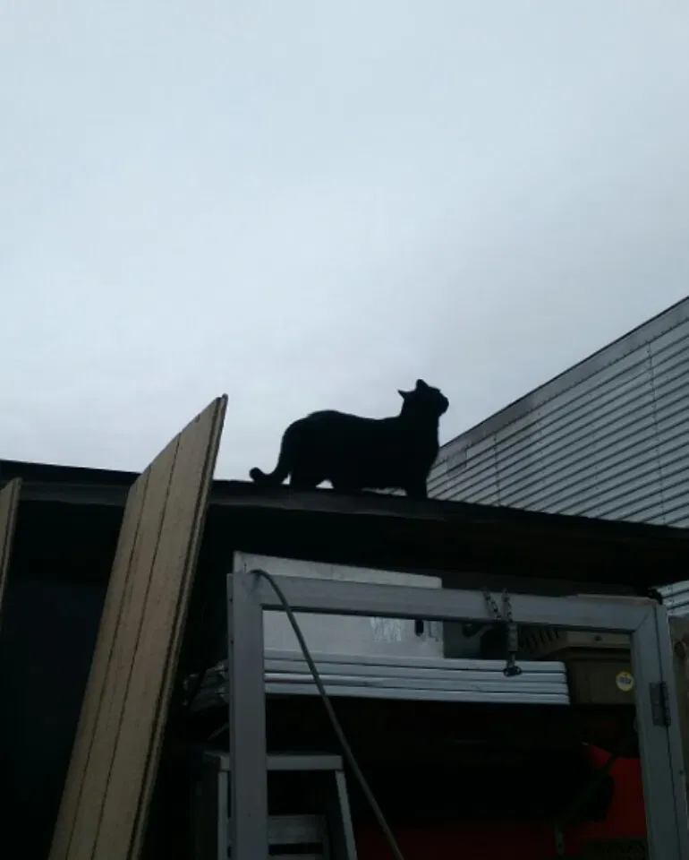 Lost cat in Sherwood, OR, 97140
