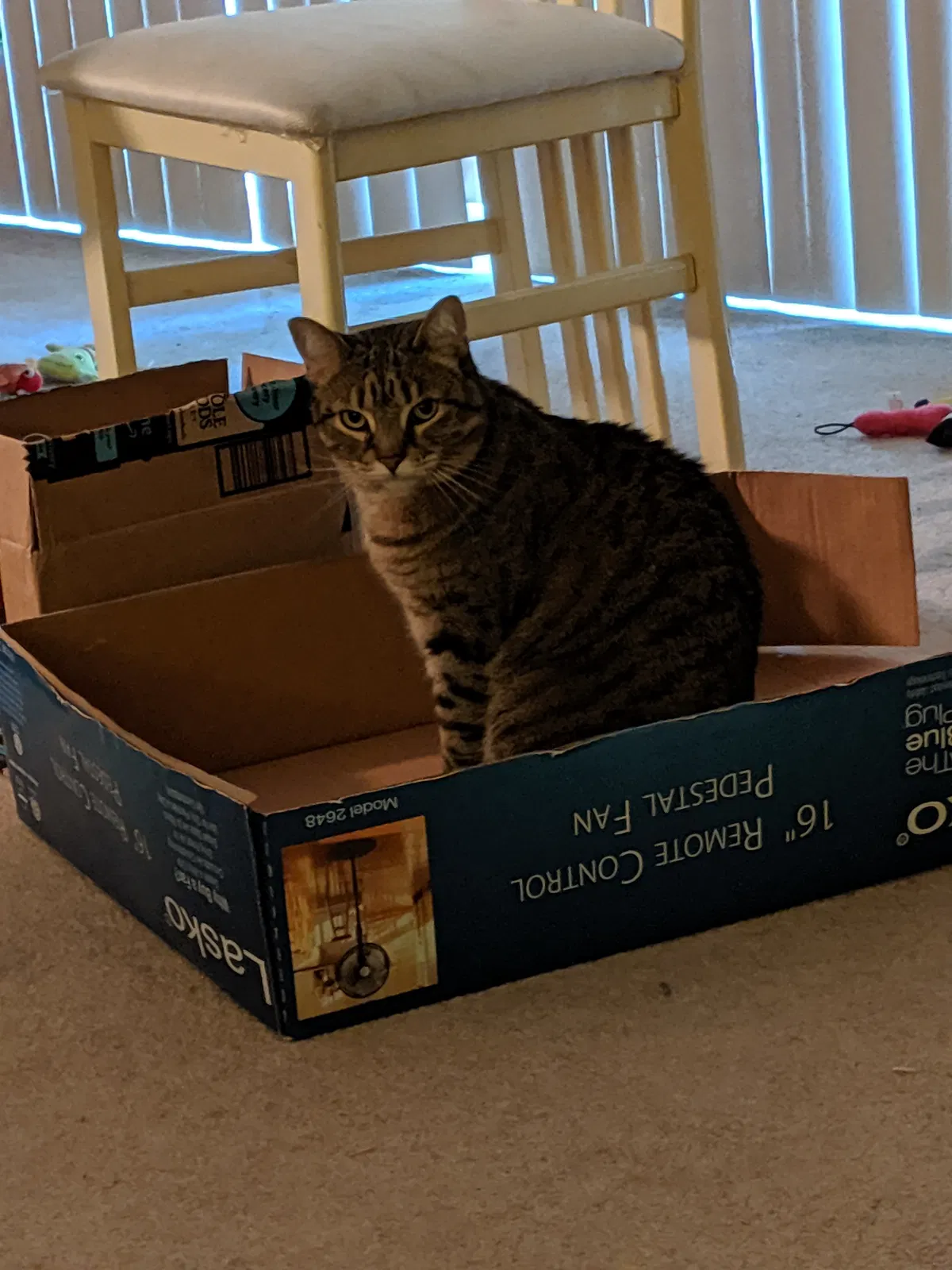 Lost cat in Oak Lawn, IL, 60453