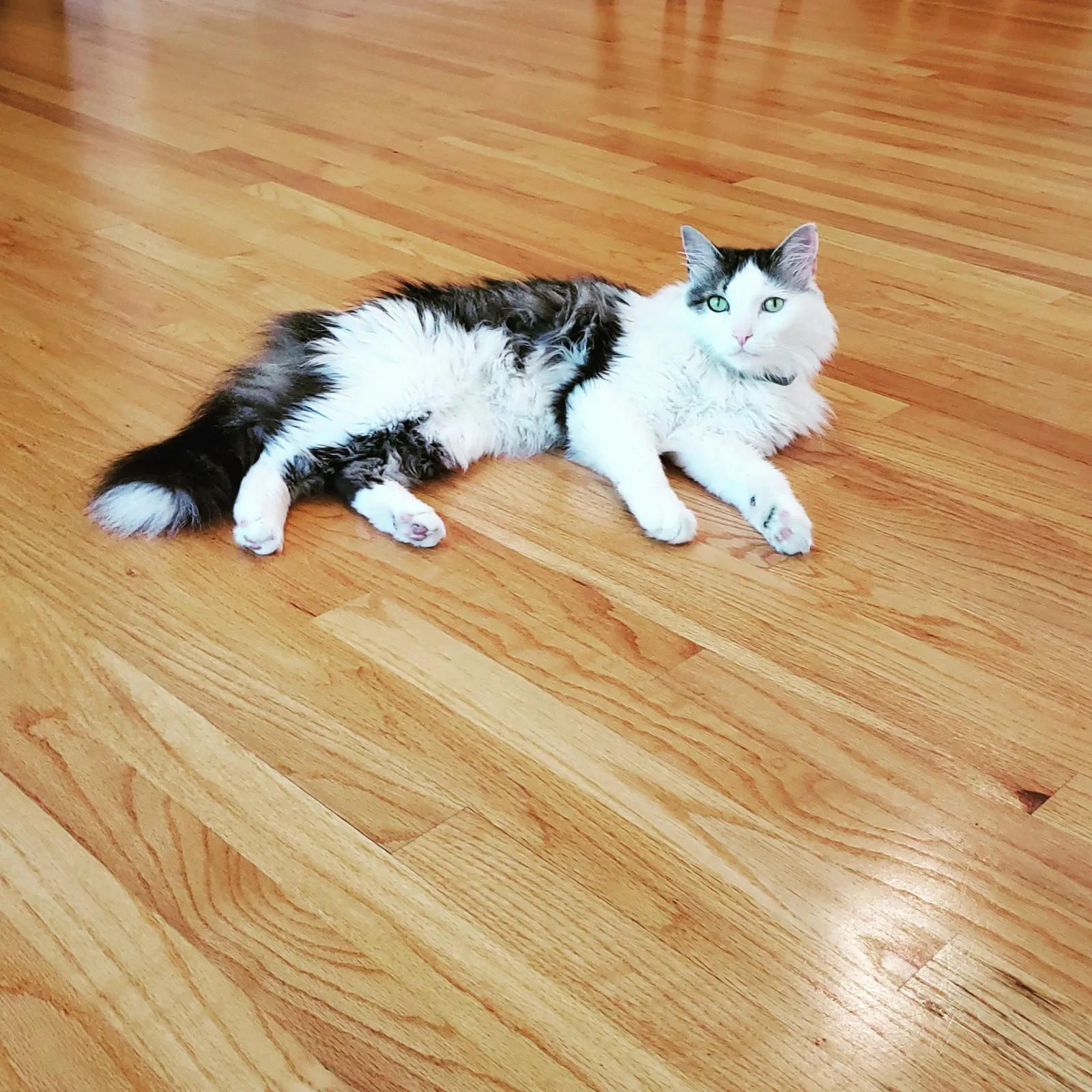 Lost cat in Raleigh, NC, 27608