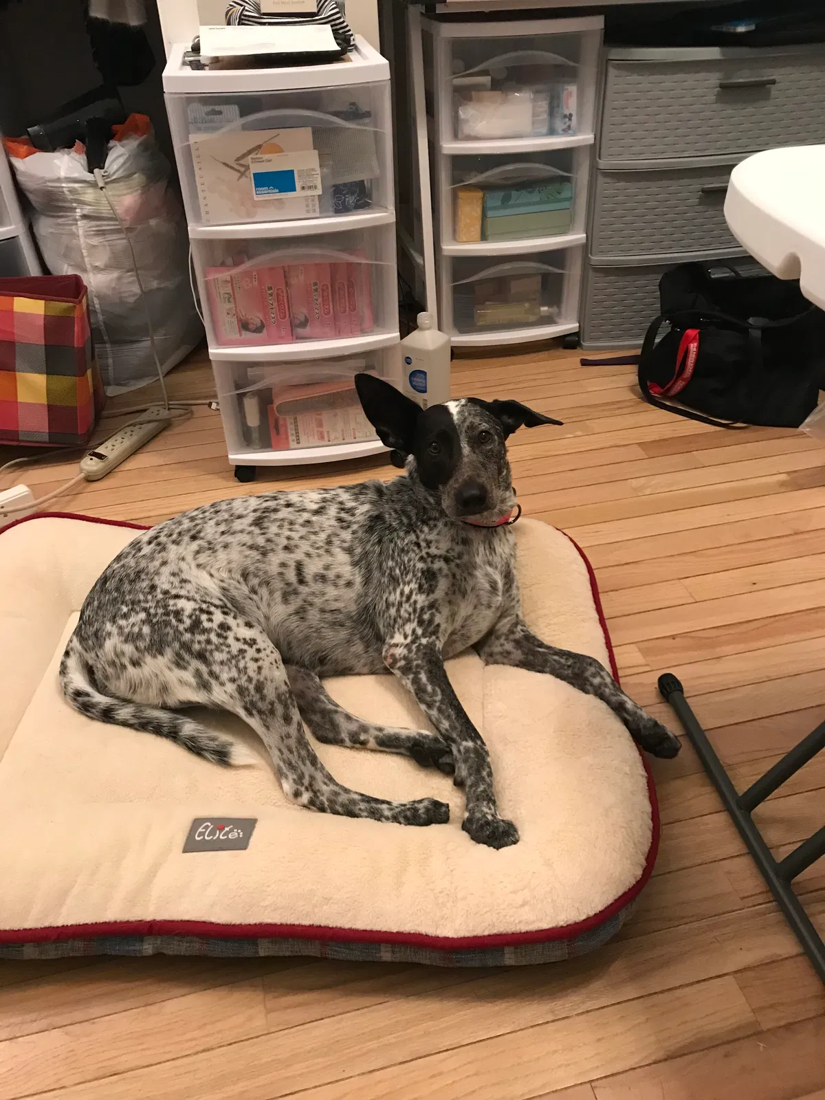 Lost dog in Jersey City, NJ, 7306