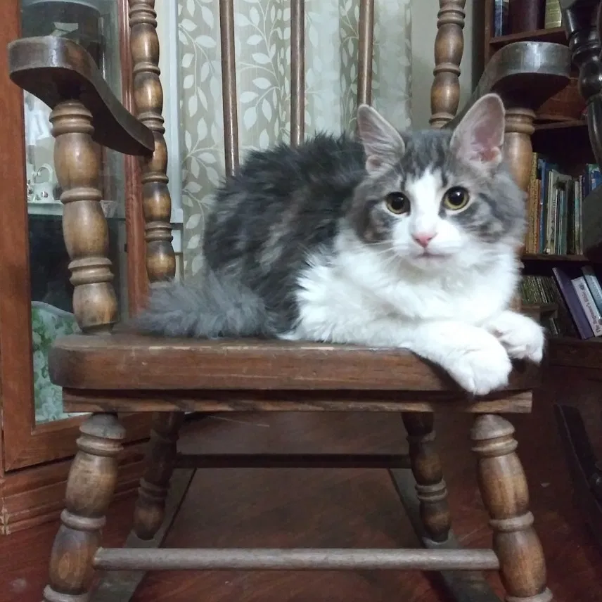 Lost cat in Duncannon, PA, 17020