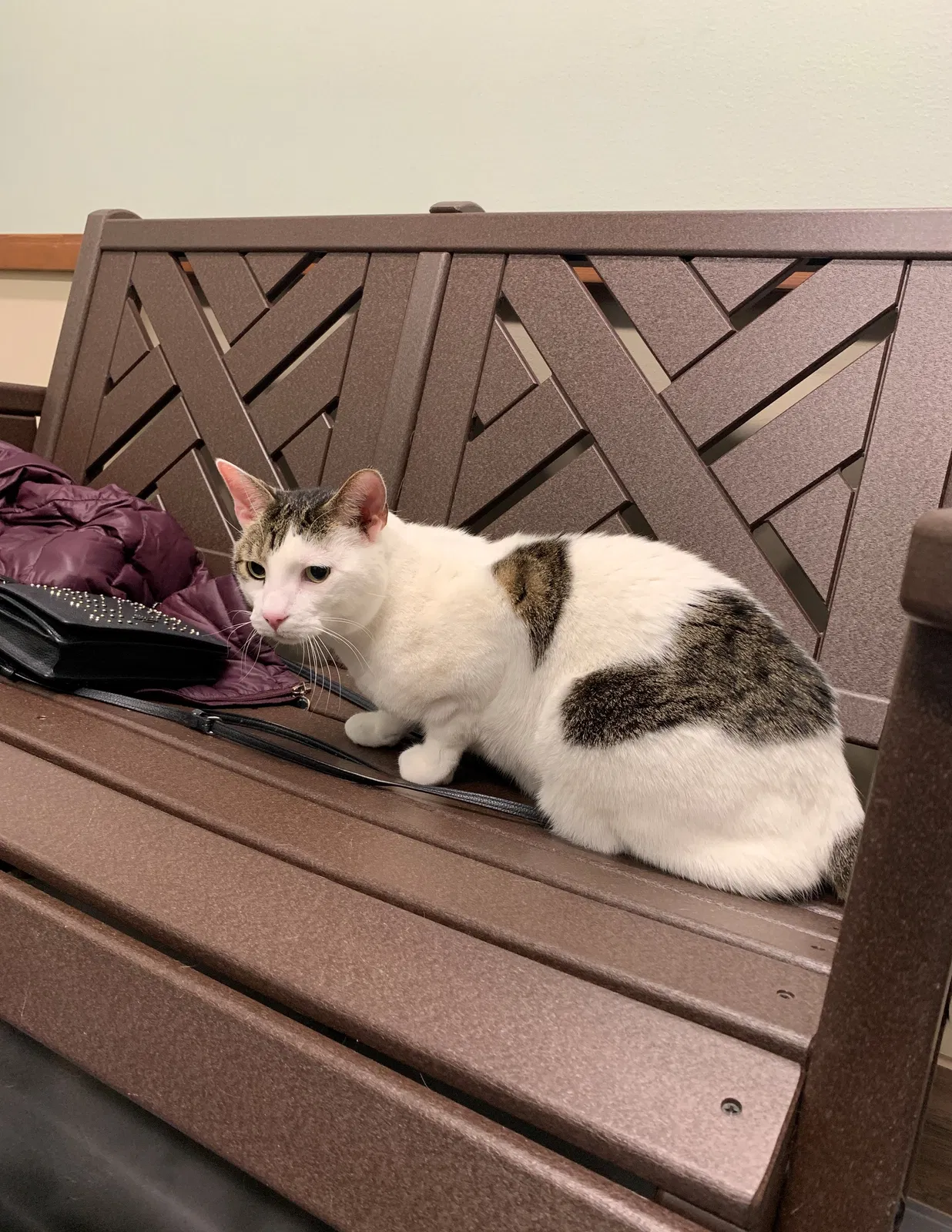 Lost cat in Saint Paul, MN, 55109