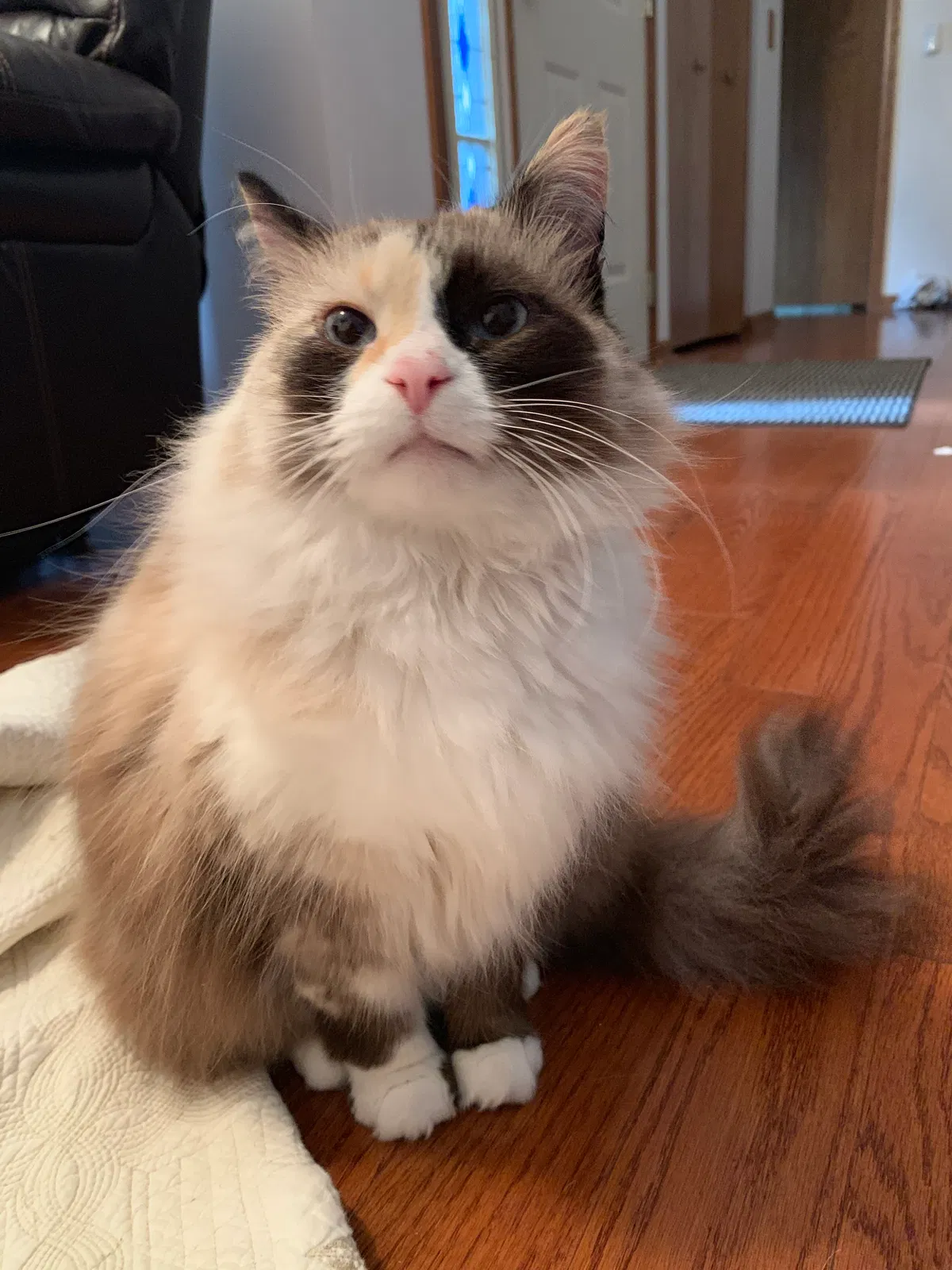 Lost cat in Belvidere, IL, 61008