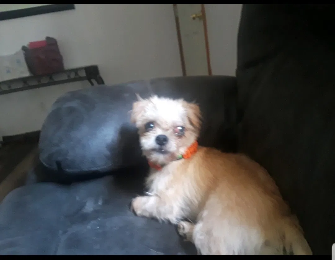 Lost dog in Bryan, OH, 43506