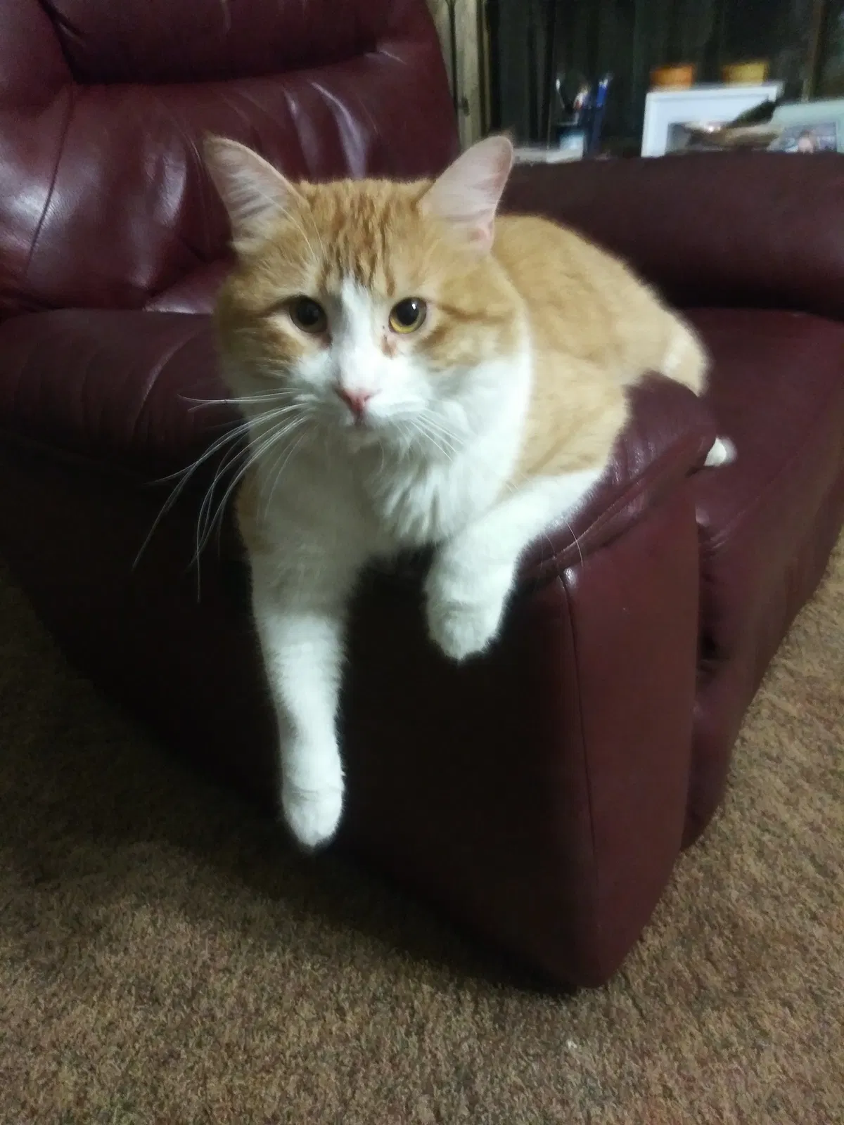 Lost cat in Albuquerque, NM, 87120