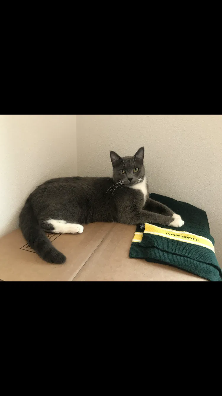 Lost cat in Camas, WA, 98607