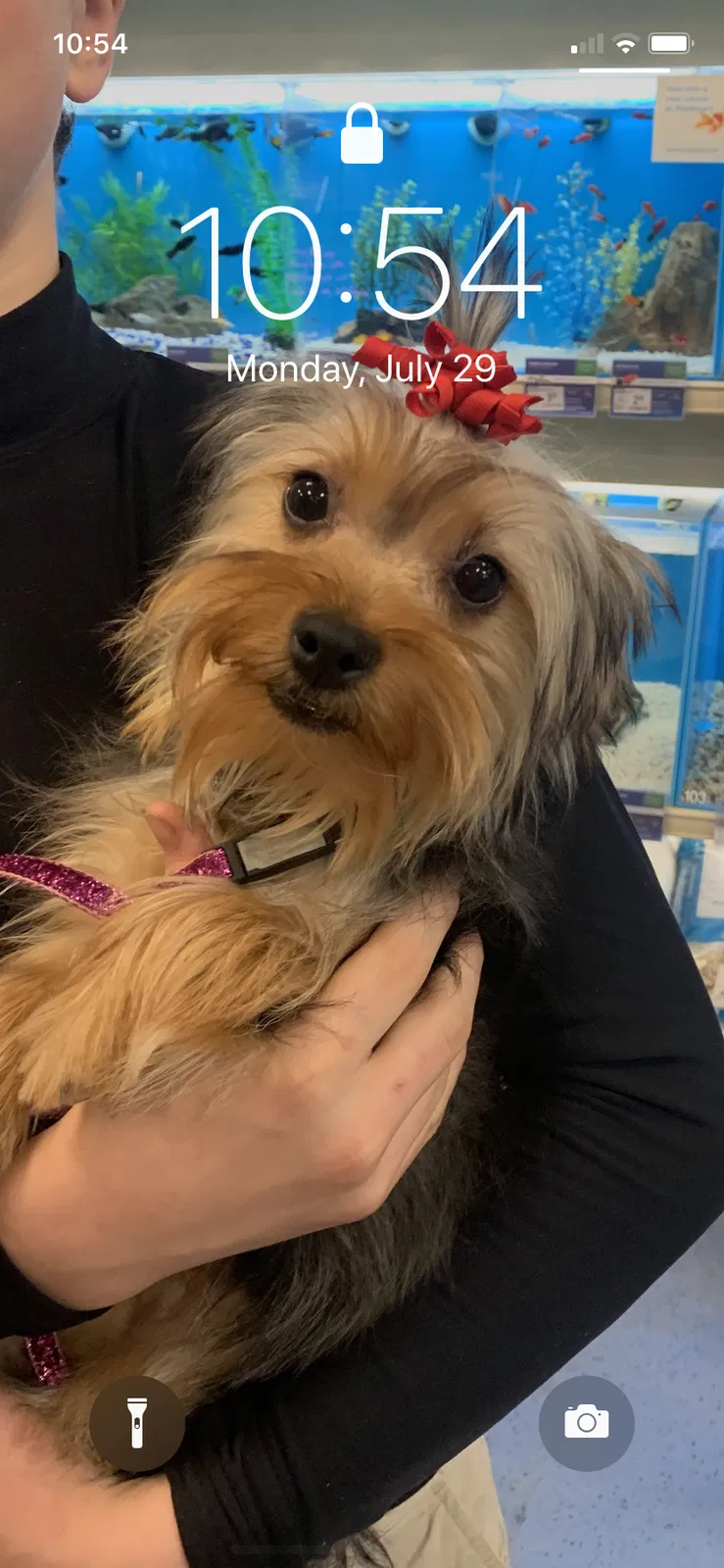 Lost dog in Lorain, OH, 44055