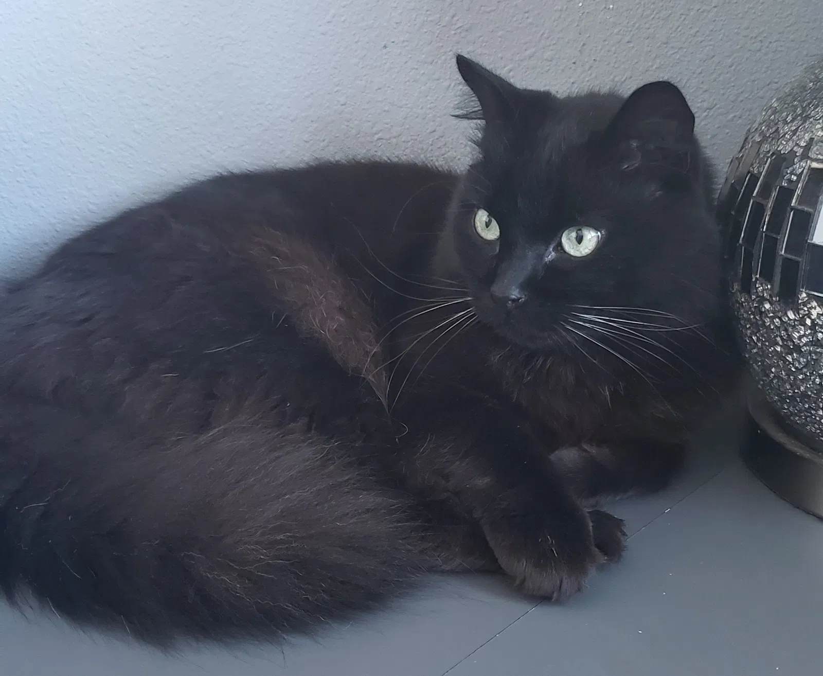 Lost cat in Clackamas, OR, 97015