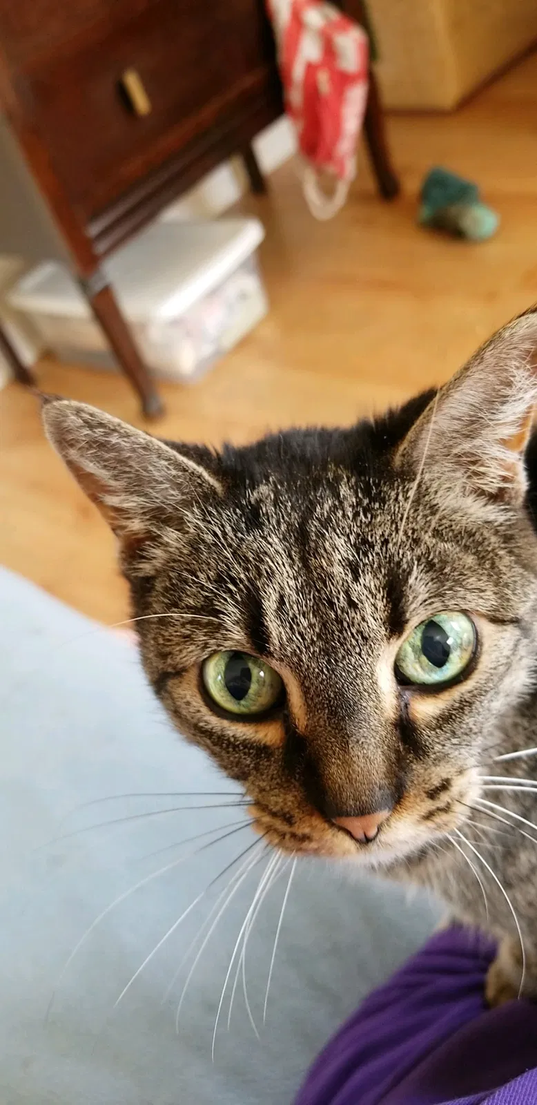 Lost cat in Silverton, OR, 97381