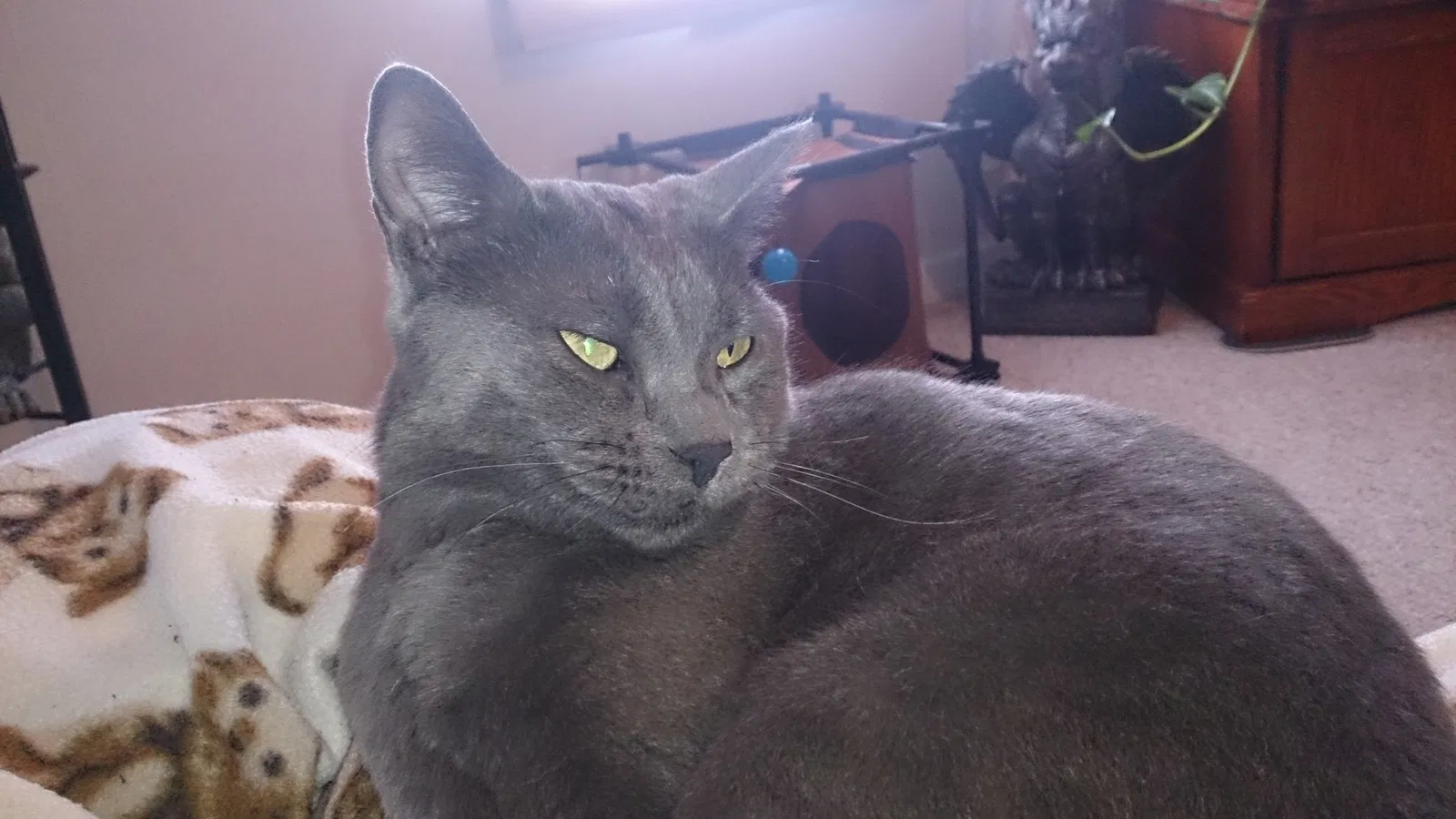 Lost cat in Cheyenne, WY, 82001