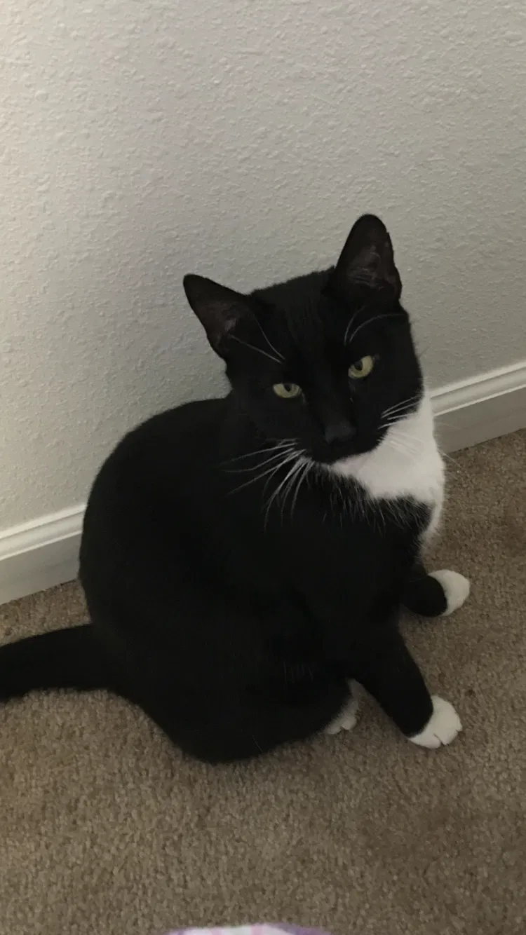 Lost cat in San Francisco, CA, 94115