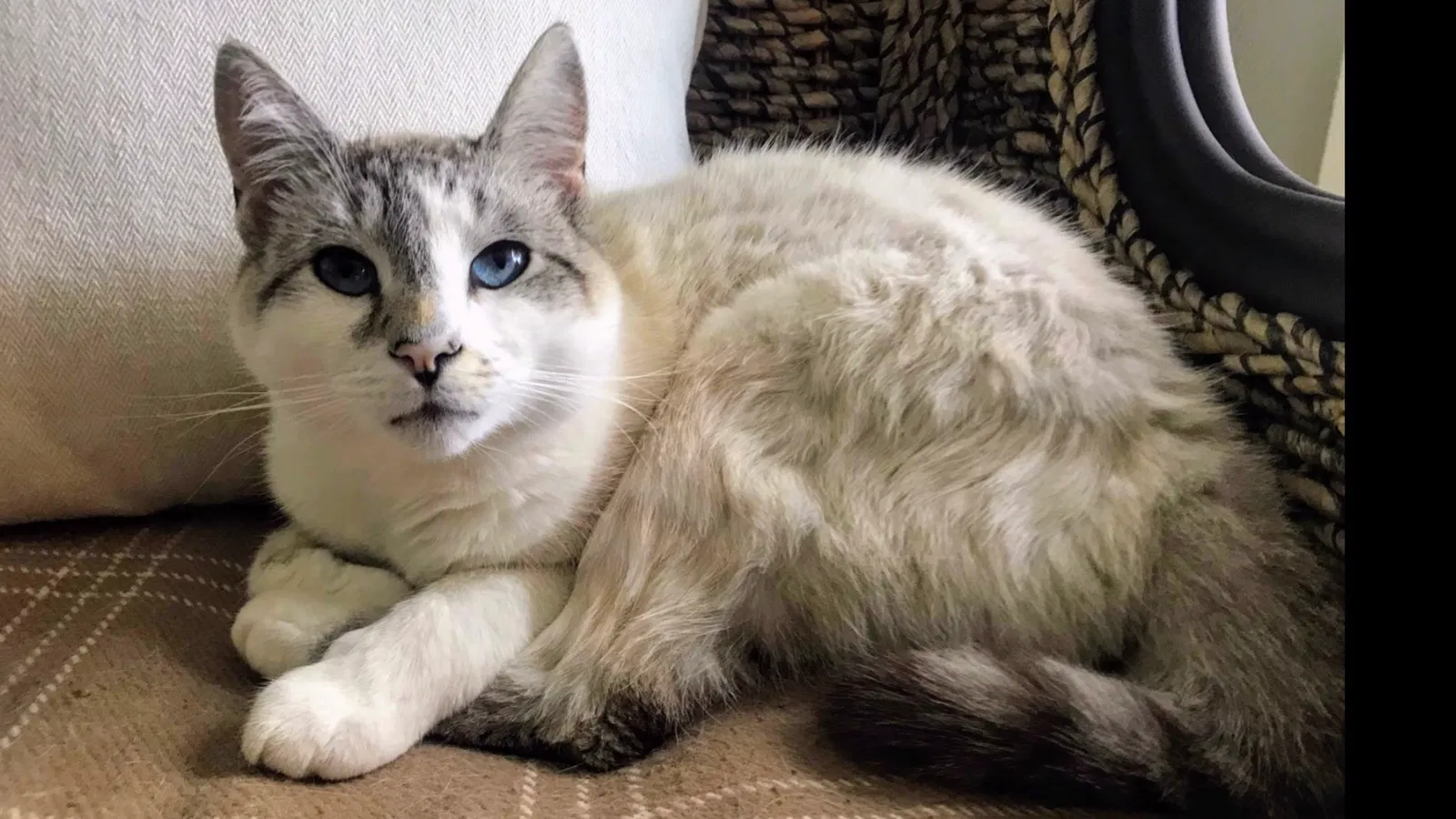 Lost cat in Canby, OR, 97013