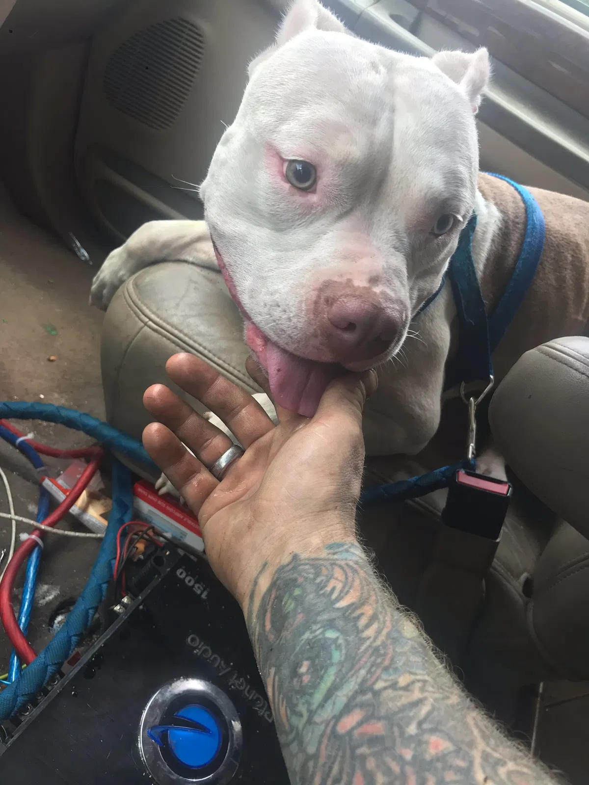 Lost dog in Columbus, OH, 43224