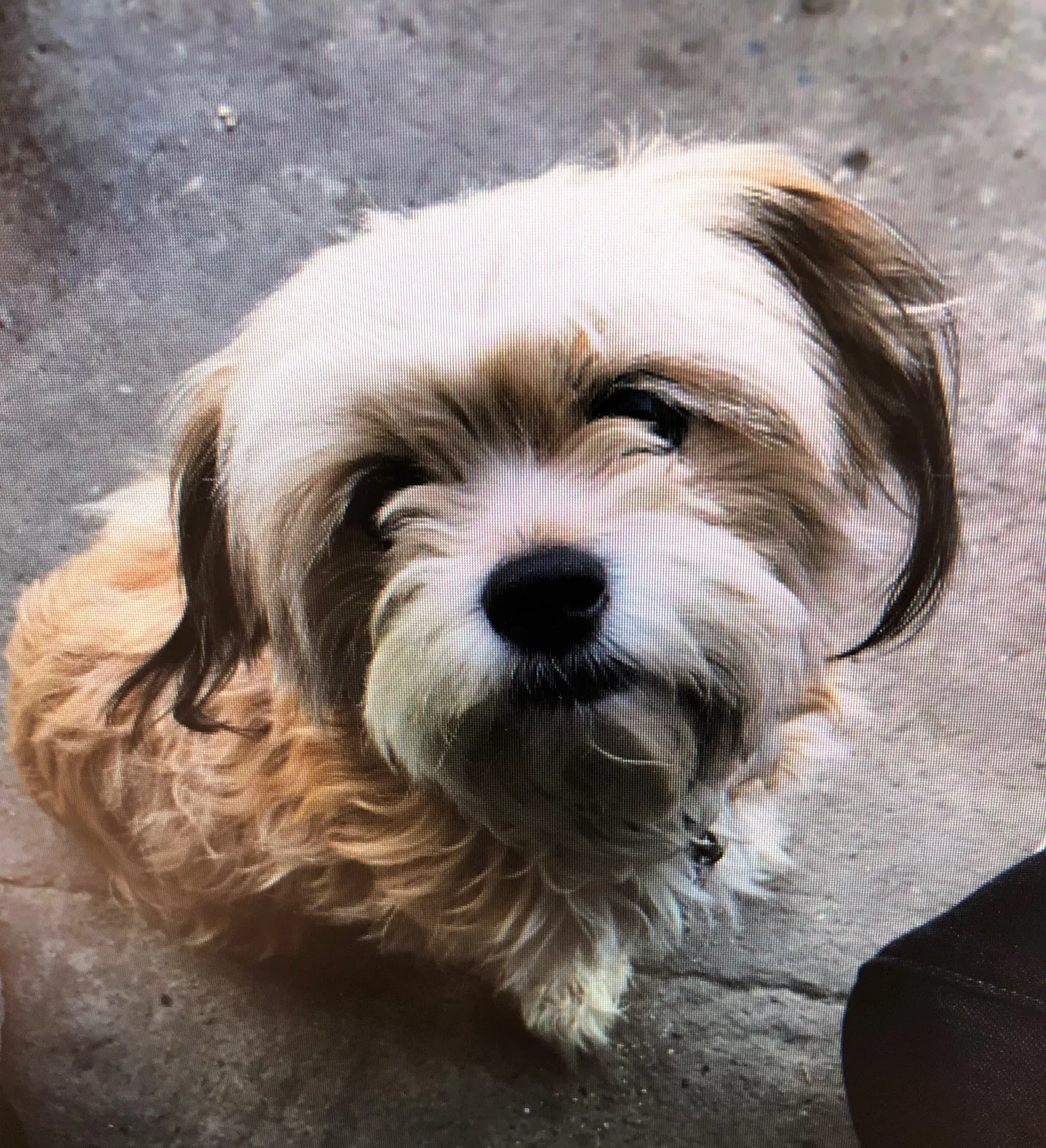 Lost dog in El Monte, CA, 91732
