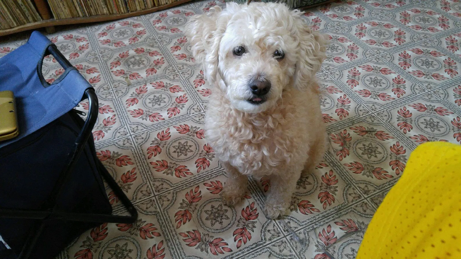 Lost dog in Brooklyn, NY, 11211