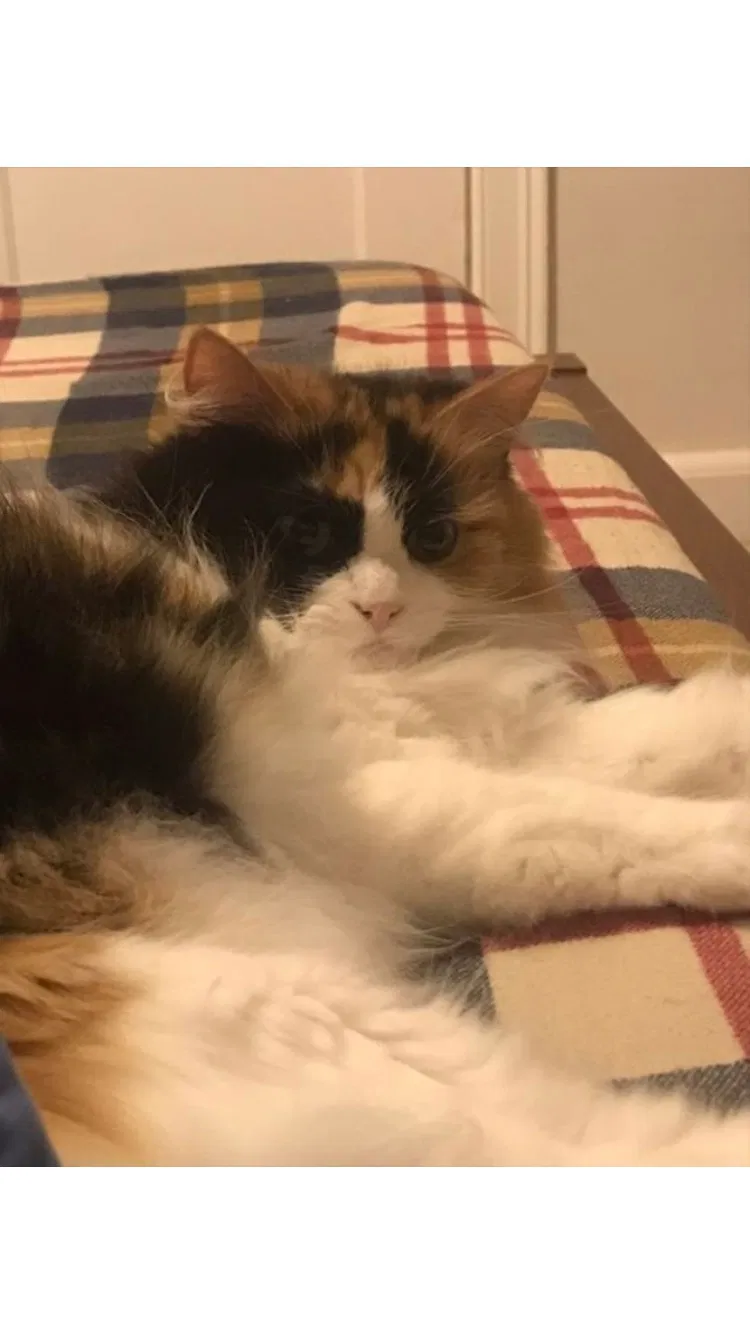 Lost cat in Clifton Heights, PA, 19018