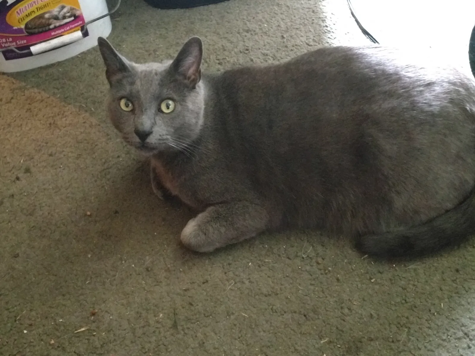 Lost cat in Oxnard, CA, 93036