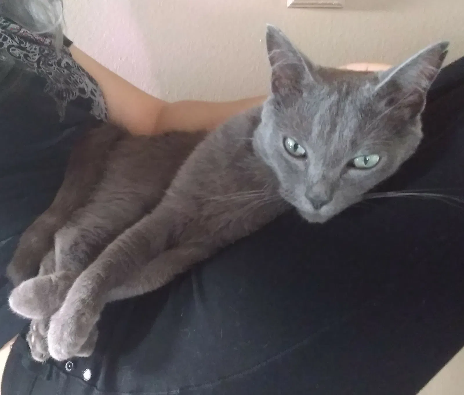 Lost cat in Orlando, FL, 32825