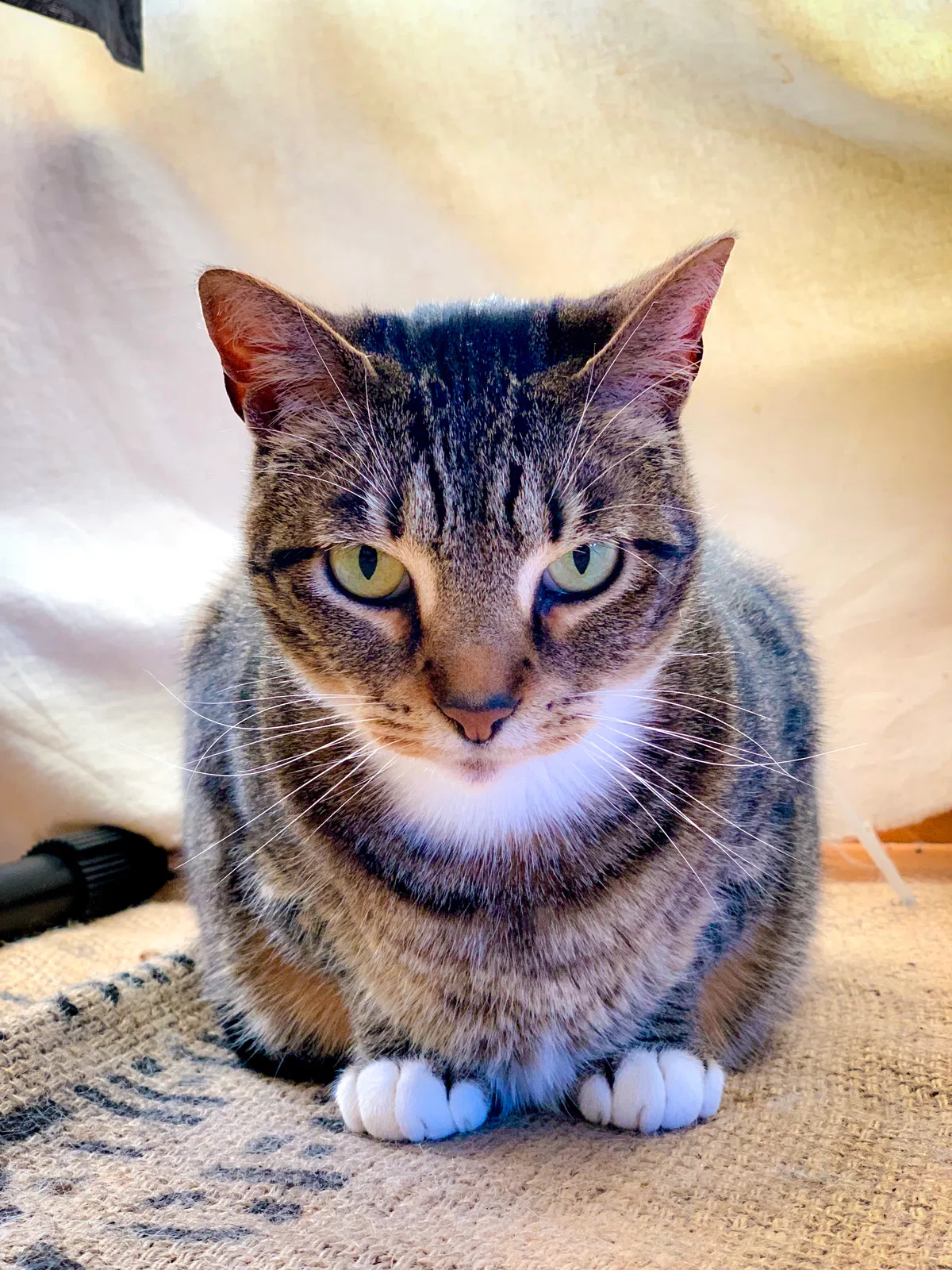 Lost cat in Pacifica, CA, 94044