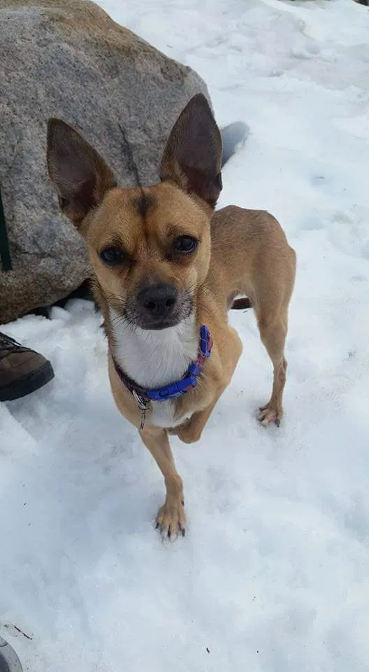 Lost dog in Brentwood, CA, 94513