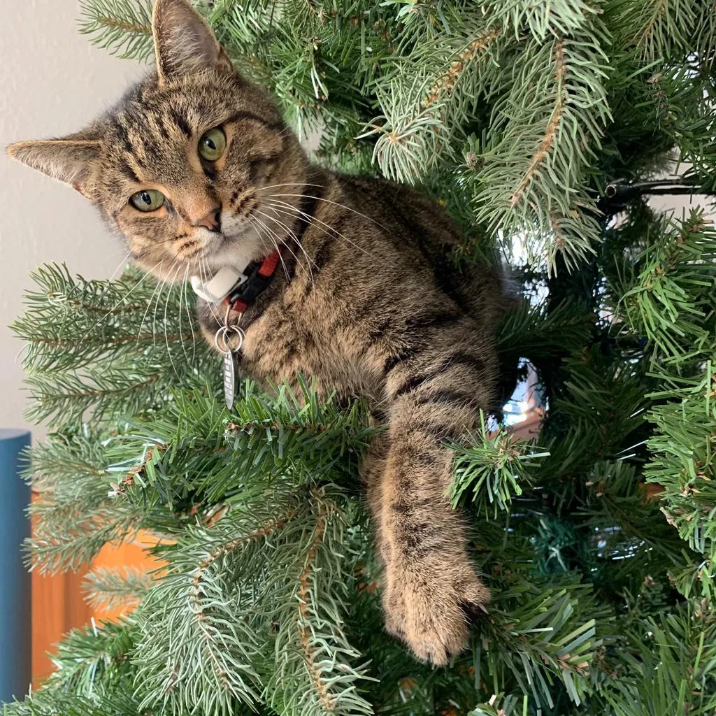 Lost cat in Farmington, NM, 87401