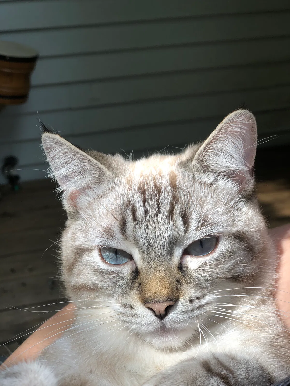 Lost cat in Columbus, OH, 43214