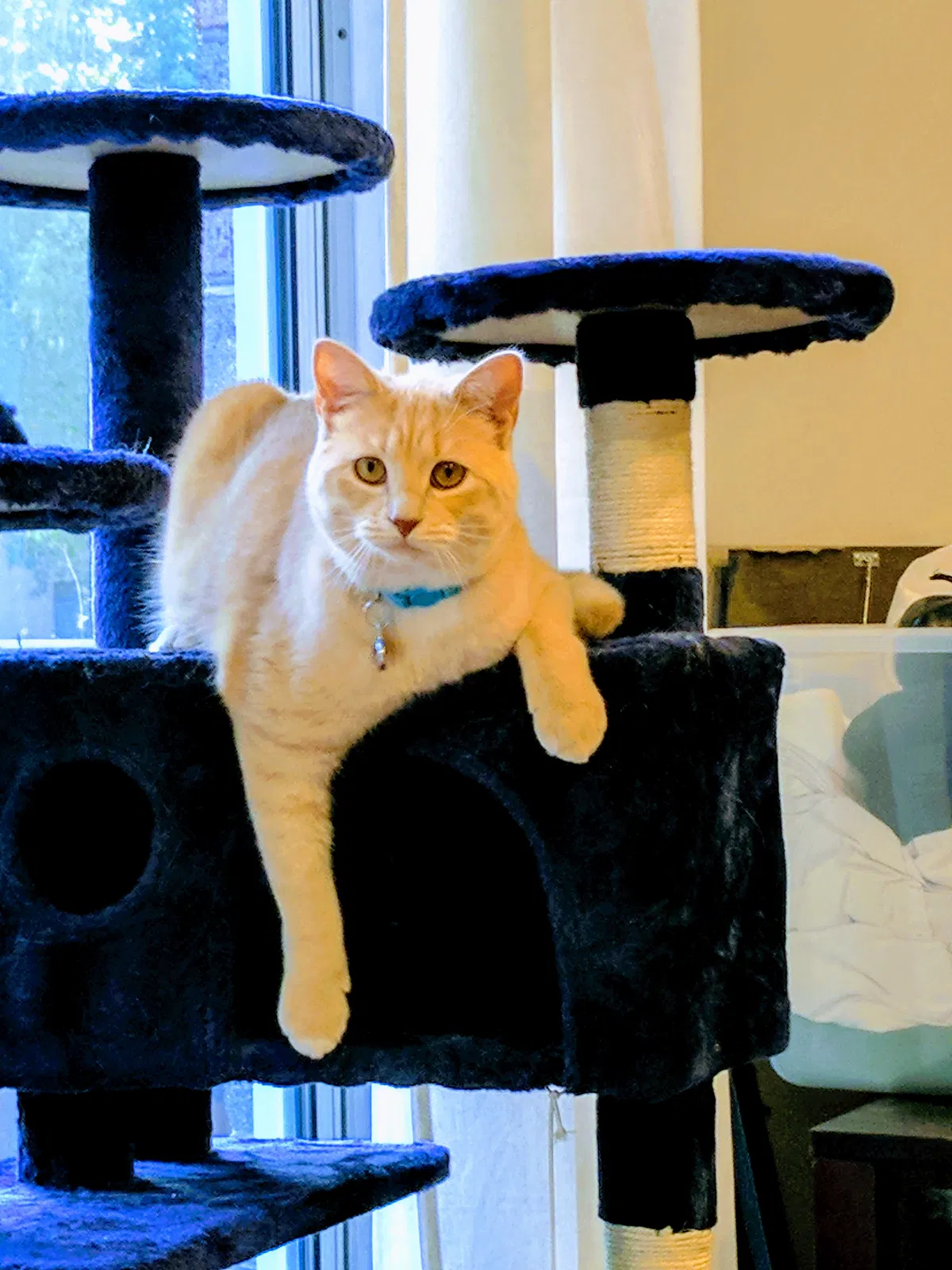 Lost cat in Columbia, MD, 21044