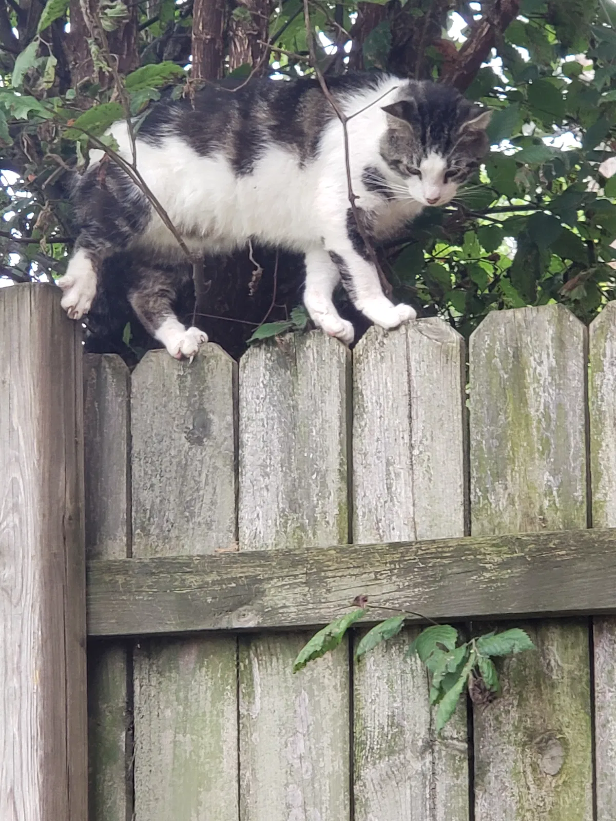 Lost cat in Erlanger, KY, 41018
