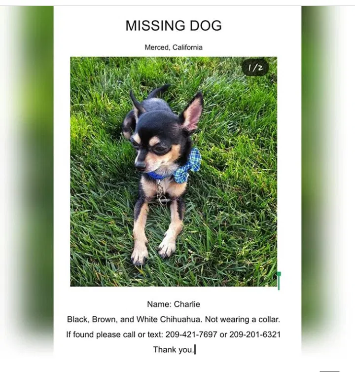 Lost dog in Merced, CA, 95341