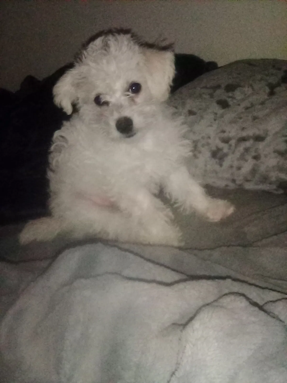 Lost dog in Fresno, CA, 93706