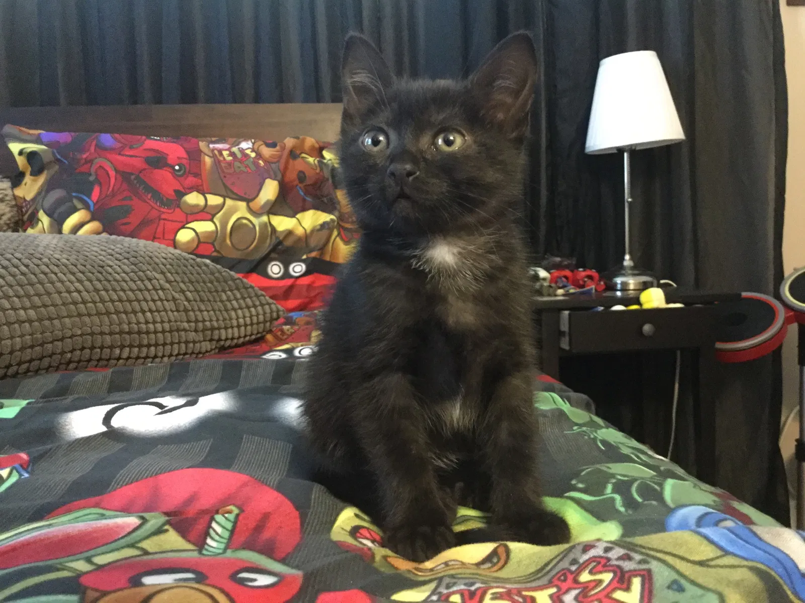 Lost cat in San Diego, CA, 92120