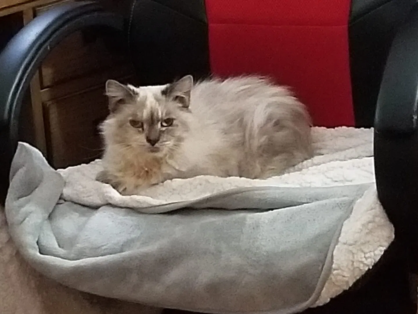 Lost cat in Columbia, MD, 21044