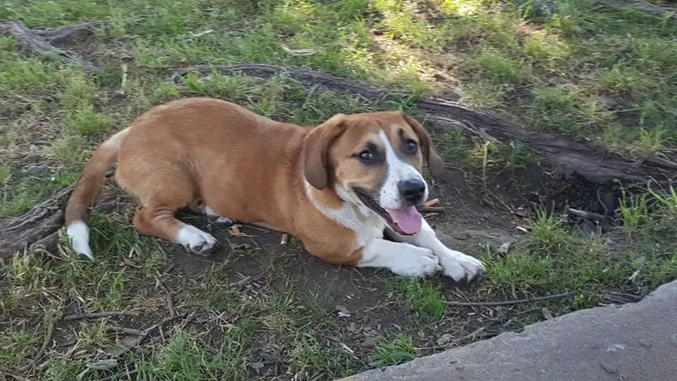 Lost dog in Tulsa, OK, 74112