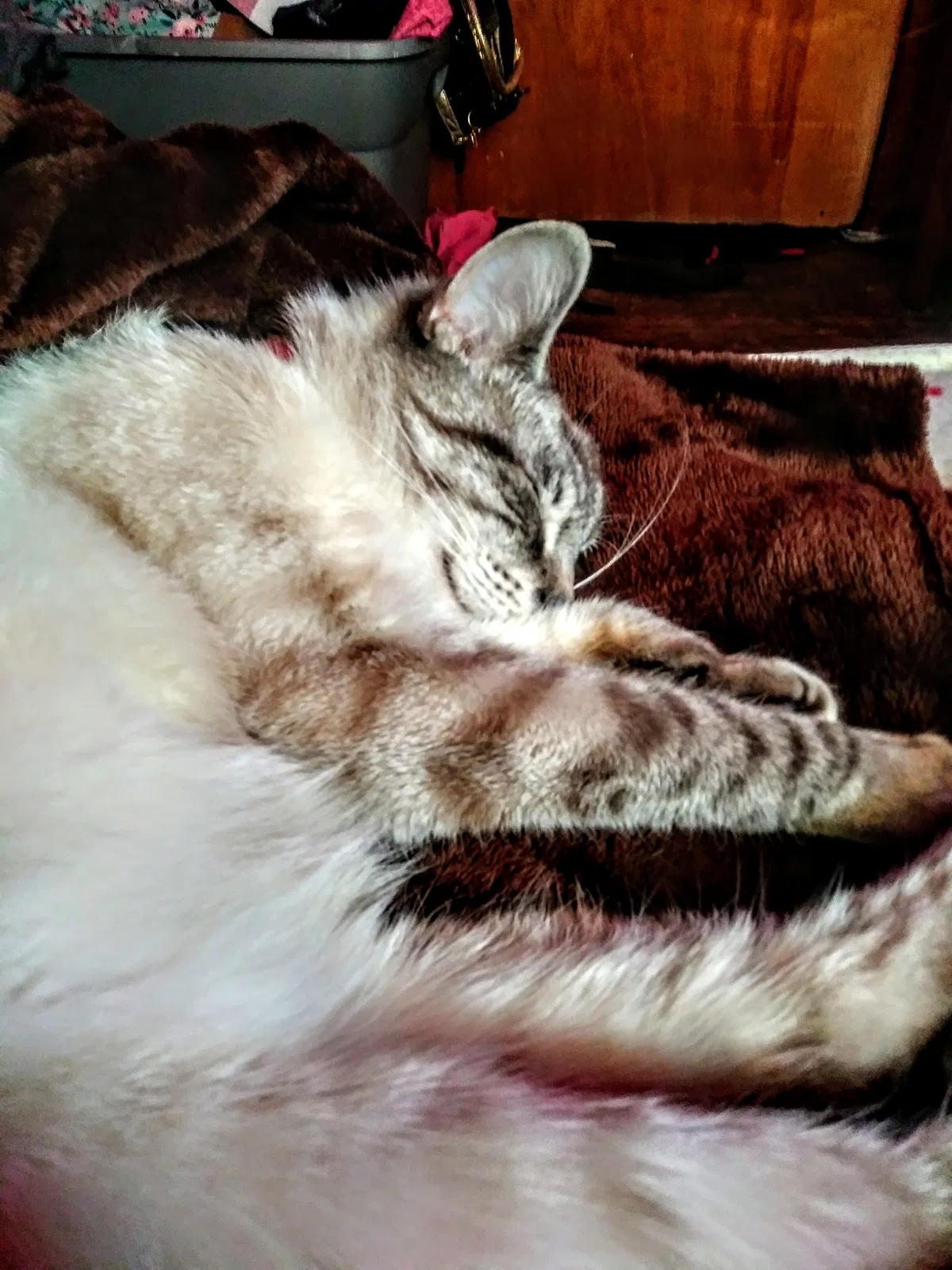 Lost cat in Rochester, NY, 14621