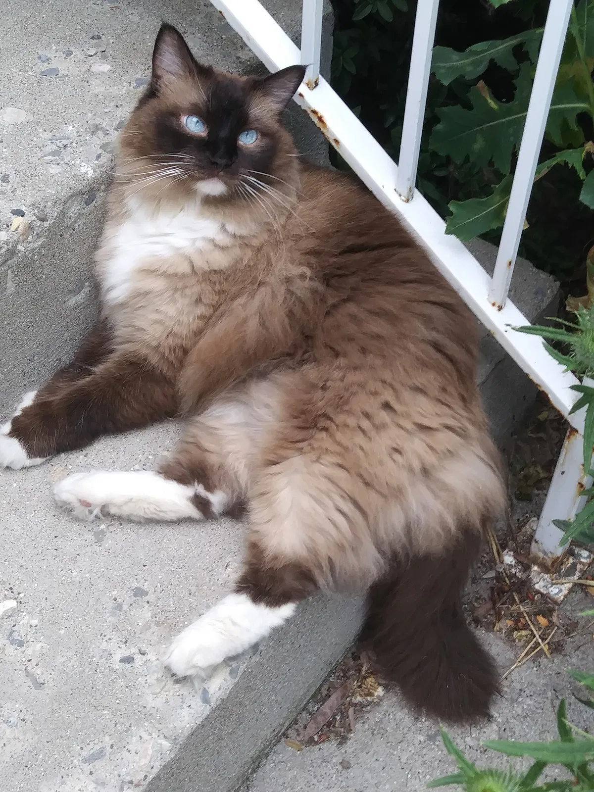 Lost cat in West Jordan, UT, 84088