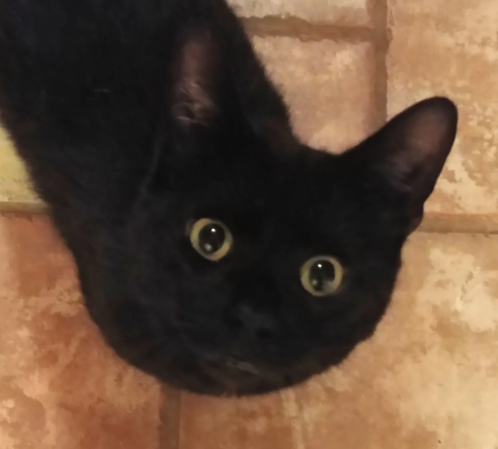 Lost cat in Kingsport, TN, 37660