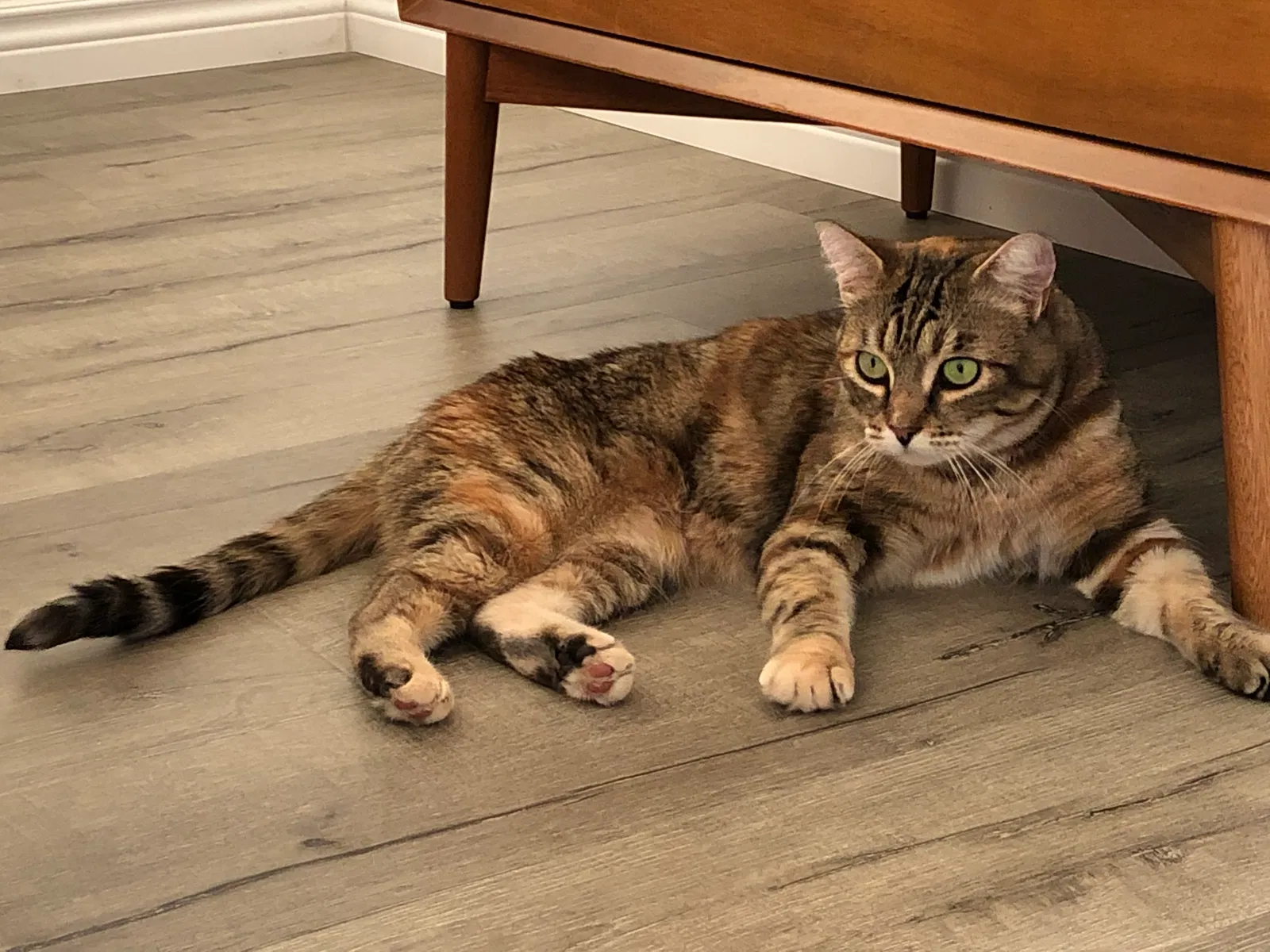 Lost cat in Folsom, CA, 95630