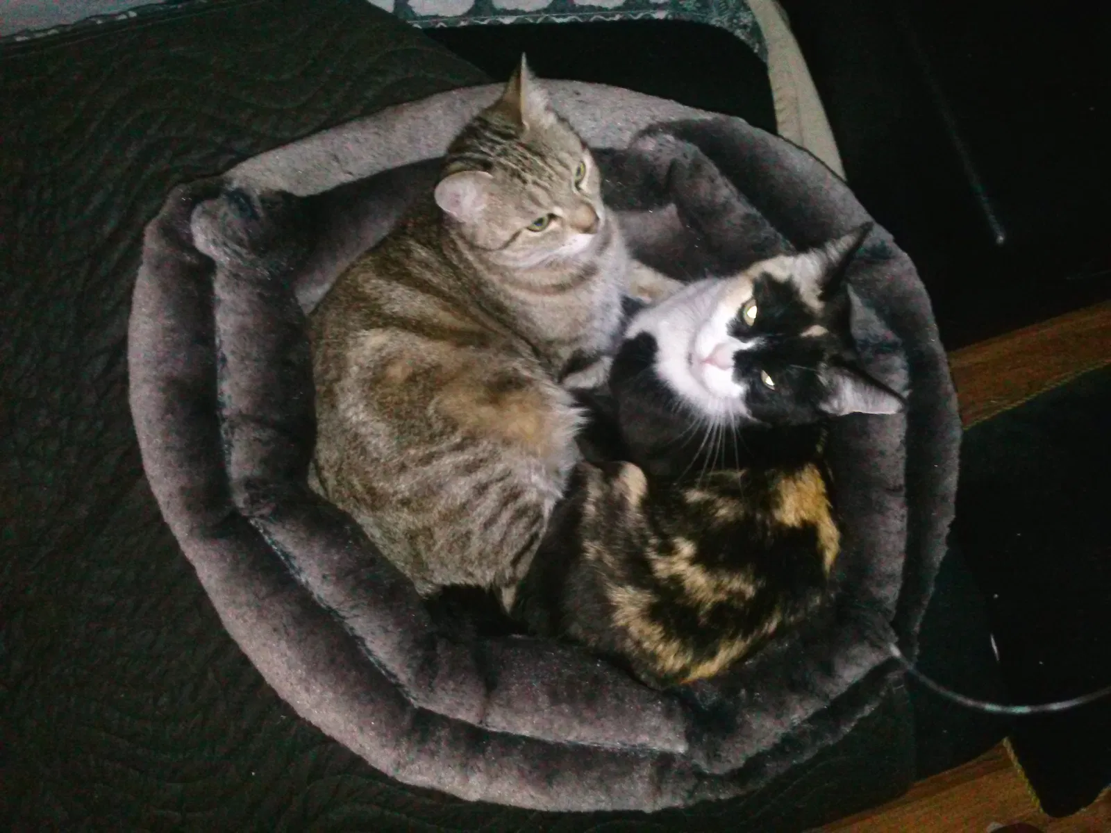 Lost cat in Vacaville, CA, 95687