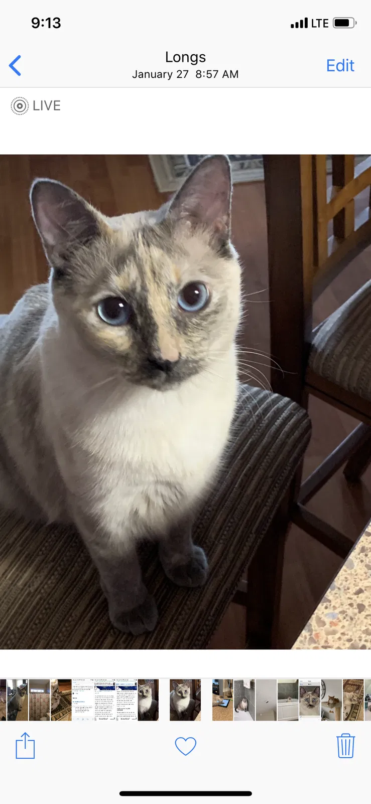 Lost cat in Longs, SC, 29568