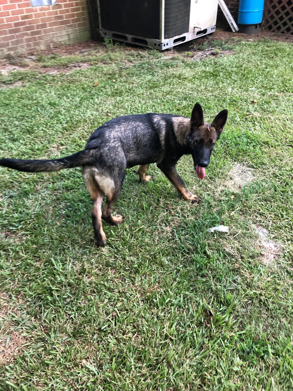 Lost dog in Saint Pauls, NC, 28384