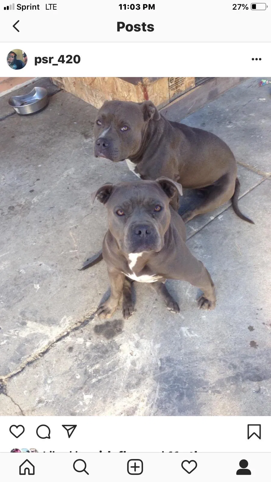 Lost dog in Oakland, CA, 94621