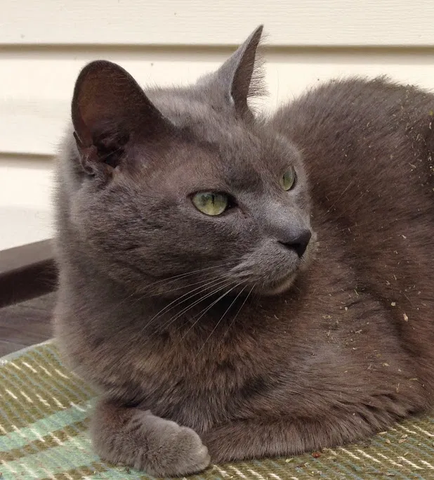 Lost cat in Saint Paul, MN, 55112