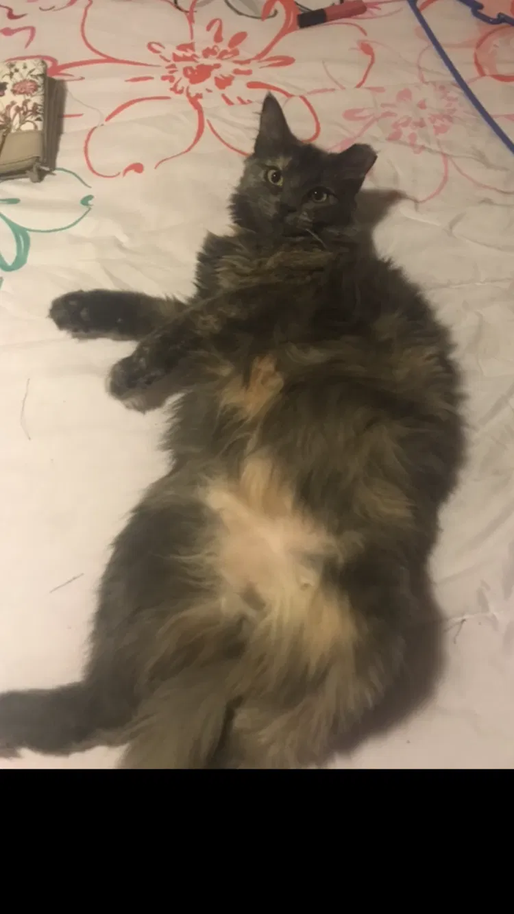 Lost cat in Flagstaff, AZ, 86001