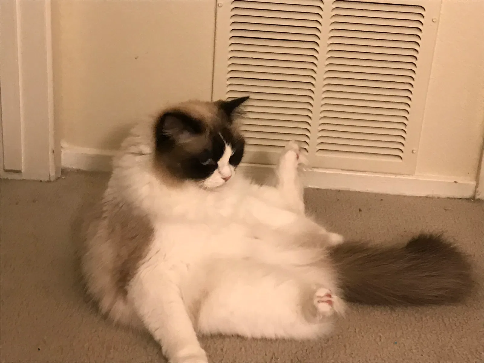 Lost cat in Concord, CA, 94521