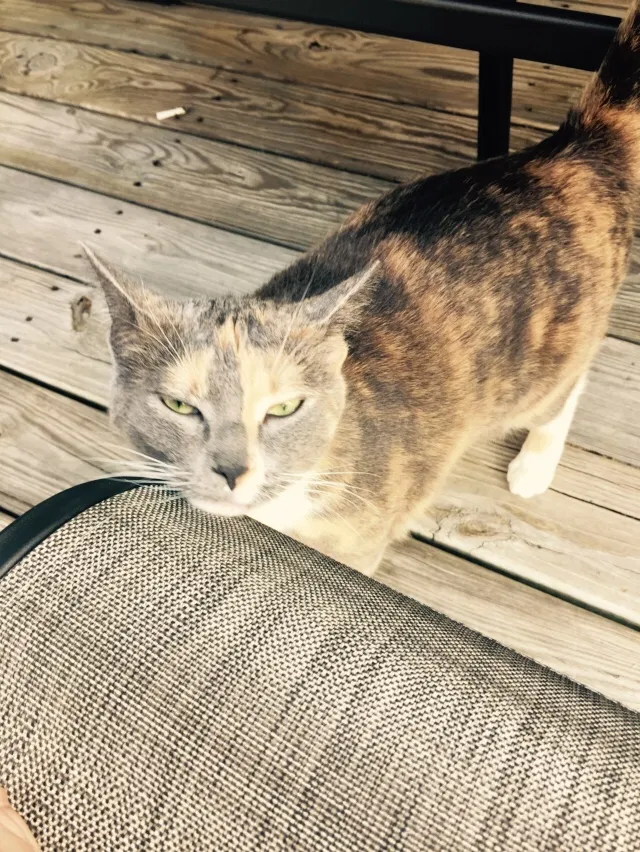 Lost cat in Petersburg, VA, 23803