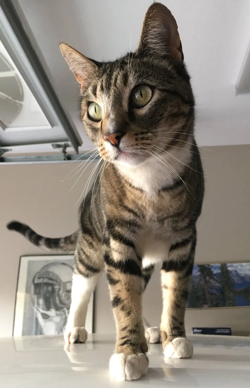 Lost cat in La Mesa, CA, 91941