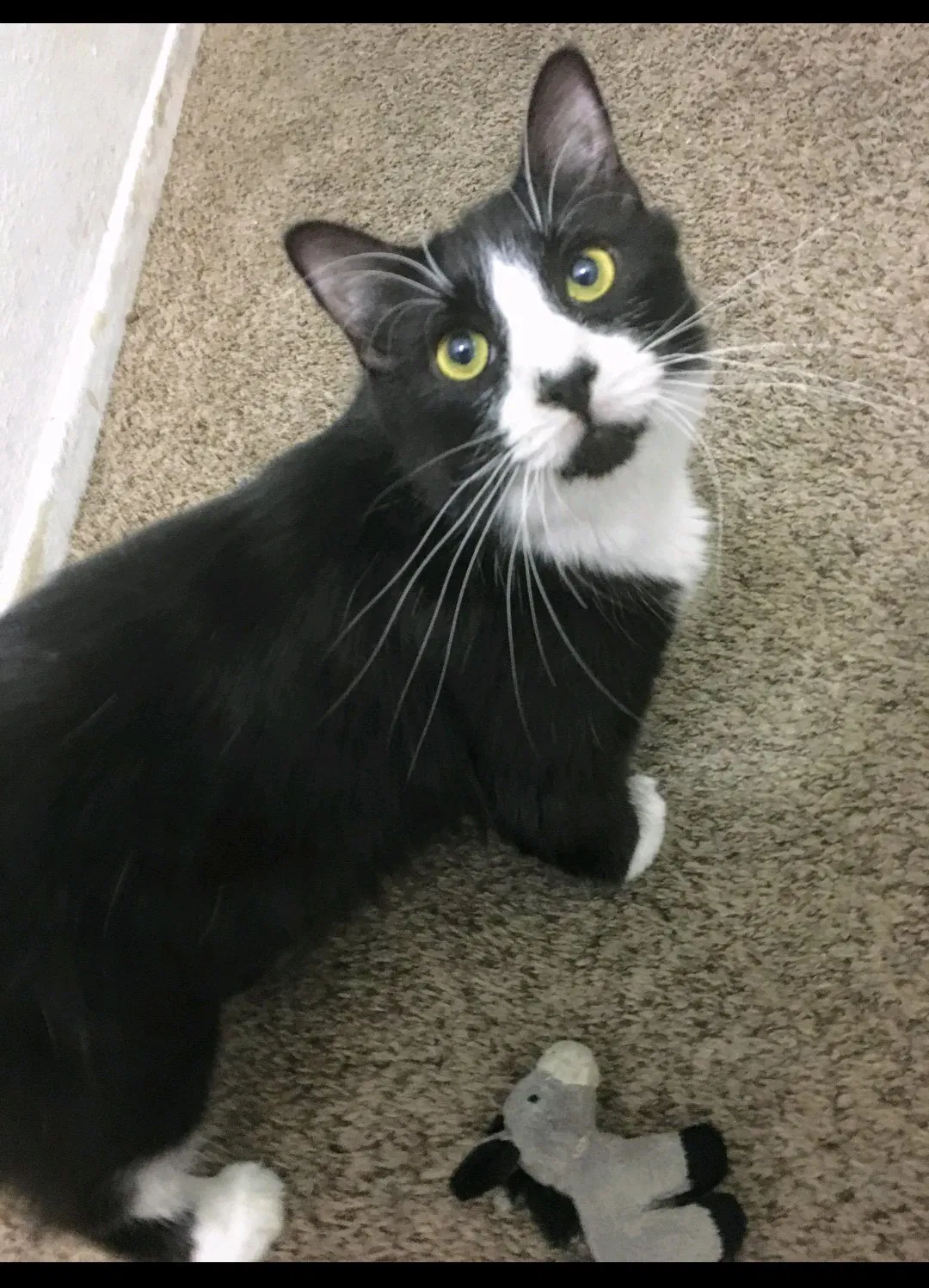 Lost cat in Orange, CA, 92867