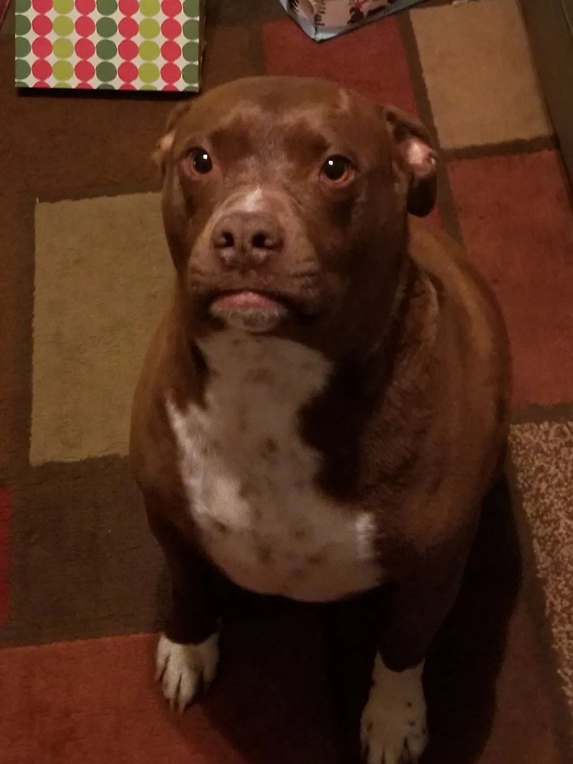 Lost dog in El Paso, TX, 79938